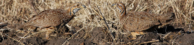 Scleroptila levaillantoides (Orange River francolin)