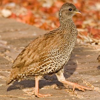 Pternistis natalensis (Natal spurfowl, Natal francolin