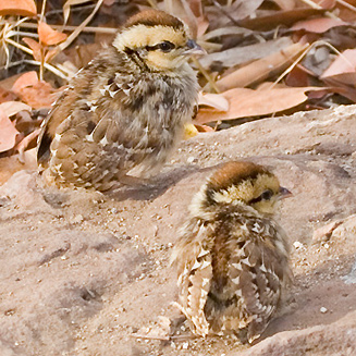 Pternistis natalensis (Natal spurfowl, Natal francolin