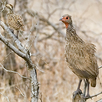 Pternistis swainsonii (Swainson's spurfowl, Swainson's francolin) 