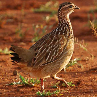Dendroperdix sephaena (Crested francolin) 