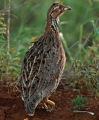 Scleroptila shelleyi (Shelley's francolin) 