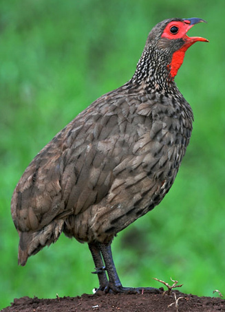 Pternistis swainsonii (Swainson's spurfowl, Swainson's francolin)