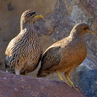 Pternistis hartlaubi (Hartlaub's spurfowl, Hartlaub's francolin)