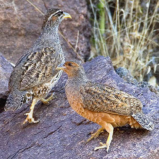 Pternistis hartlaubi (Hartlaub's spurfowl, Hartlaub's francolin)