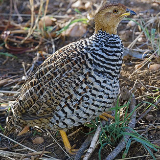 Peliperdix coqui (Coqui francolin) 