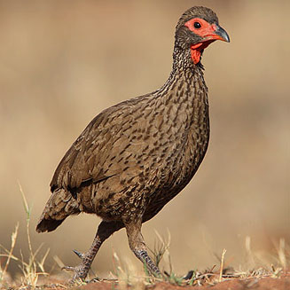 Pternistis swainsonii (Swainson's spurfowl, Swainson's francolin) 