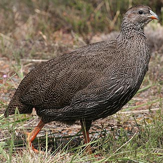 Pternistis capensis (Cape spurfowl, Cape francolin) 
