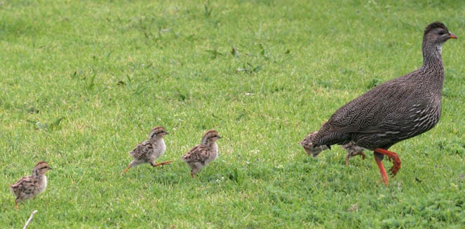 Pternistis capensis (Cape spurfowl, Cape francolin) 