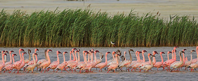 Phoenicopterus minor (Lesser flamingo)