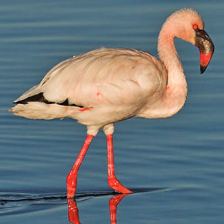 Phoenicopterus minor (Lesser flamingo)