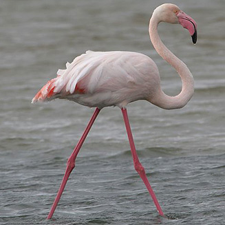 Phoenicopterus ruber (Greater flamingo)