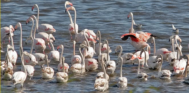 Phoenicopterus ruber (Greater flamingo)