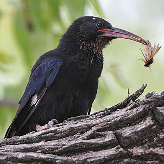 Phoeniculus damarensis (Violet wood-hoopoe)