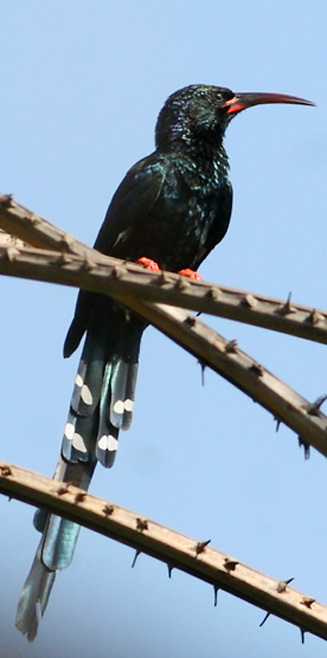Phoeniculus purpureus (Green wood-hoopoe, Red-billed wood-hoopoe)