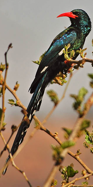 Phoeniculus purpureus (Green wood-hoopoe, Red-billed wood-hoopoe)