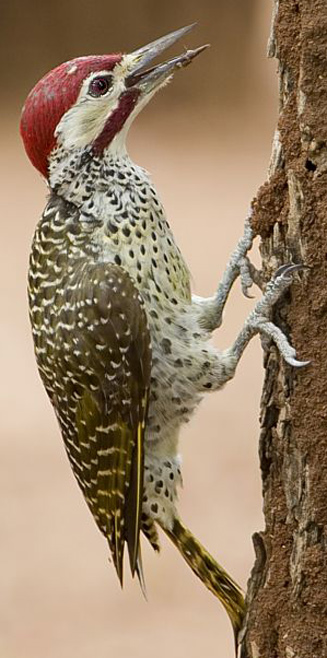 Campethera bennettii (Bennett's woodpecker)