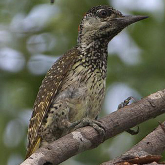 Campethera abingoni (Golden-tailed woodpecker)