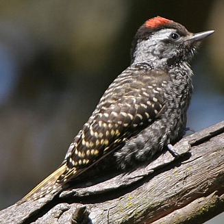 Dendropicos fuscescens (Cardinal woodpecker)