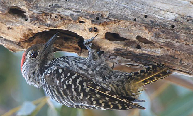 Dendropicos fuscescens (Cardinal woodpecker)
