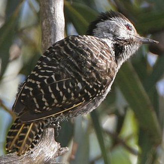 Dendropicos fuscescens (Cardinal woodpecker)
