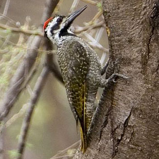 Dendropicos namaquus (Bearded woodpecker)&nbsp;