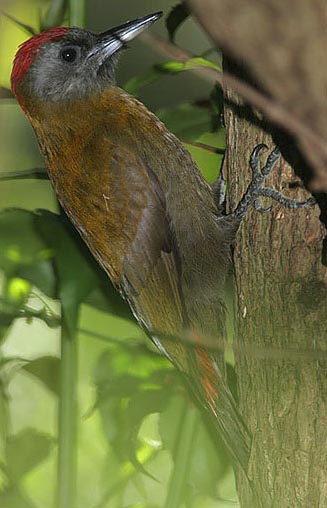 Dendropicos griseocephalus (Olive woodpecker)