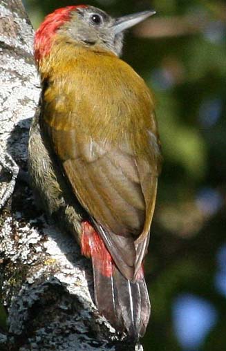 Dendropicos griseocephalus (Olive woodpecker)