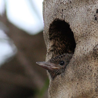 Jynx ruficollis (Red-throated wryneck)