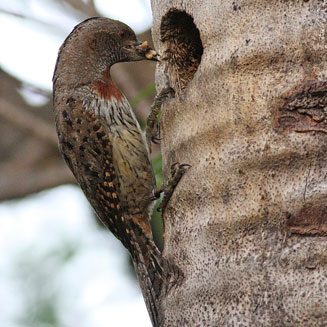 Jynx ruficollis (Red-throated wryneck)