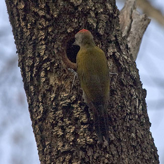 Dendropicos griseocephalus (Olive woodpecker)