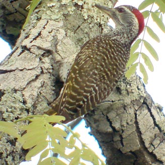 Campethera scriptoricauda (Speckle-throated woodpecker)