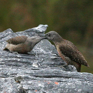 Geocolaptes olivaceus (Ground woodpecker)
