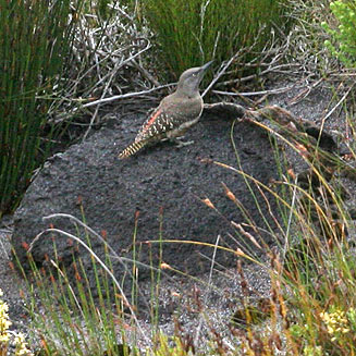 Geocolaptes olivaceus (Ground woodpecker)