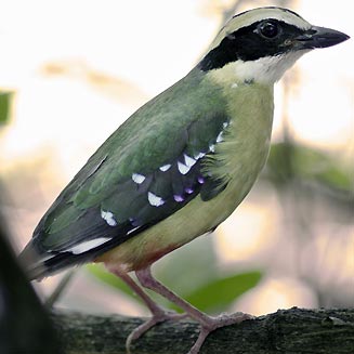 Pitta angolensis (African pitta, Angola pitta) 