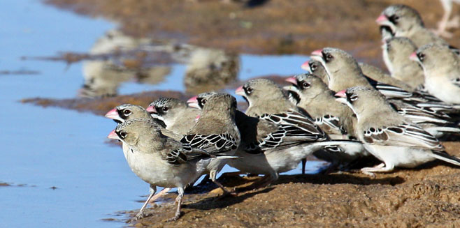 Sporopipes squamifrons (Scaly-feathered finch)