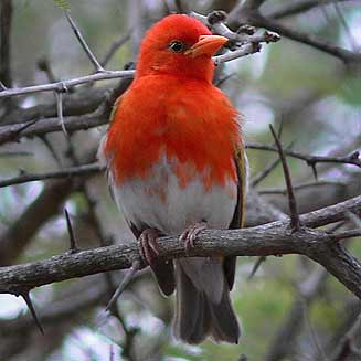 Anaplectes melanotis (Red-headed weaver) 