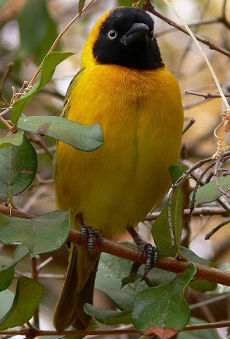 Ploceus intermedius (Lesser masked-weaver) 