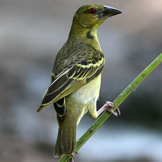 Ploceus cucullatus (Village weaver , Spotted-backed weaver)