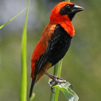 Euplectes hordeaceus (Black-winged bishop, Fire-crowned bishop)