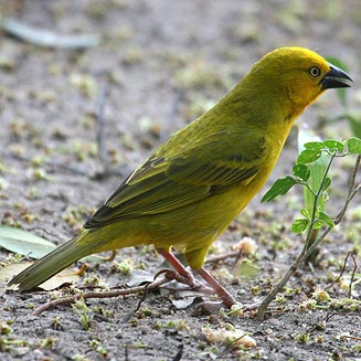 Ploceus xanthops (Golden weaver)