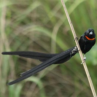 Euplectes ardens (Red-collared widowbird, Red-collared widow)