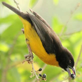 Ploceus bicolor (Dark-backed weaver , Forest weaver)