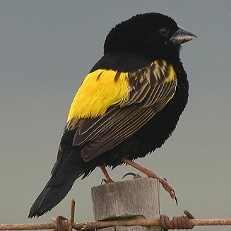 Euplectes capensis (Yellow bishop, Cape Bishop, Cape Widow, Yellow-rumped widow) 