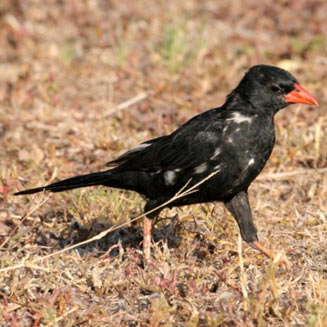 Bubalornis niger (Redbilled Buffalo Weaver)
