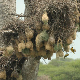 Ploceus intermedius (Lesser masked-weaver) 