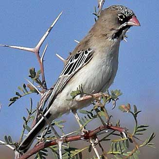 Sporopipes squamifrons (Scaly-feathered finch) 