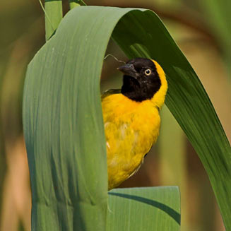 Ploceus intermedius (Lesser masked-weaver) 