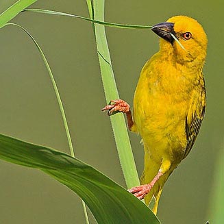 Ploceus subaureus (Yellow weaver) 