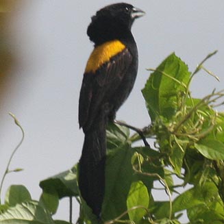Euplectes macrourus (Yellow-mantled widowbird, Yellow-backed widow) 